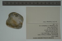 Epioblasma cincinnatiensis image