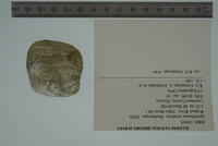 Epioblasma torulosa image