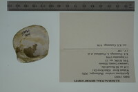 Epioblasma torulosa image