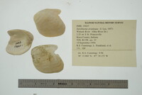 Epioblasma propinqua image