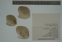 Epioblasma propinqua image