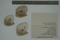 Epioblasma propinqua image