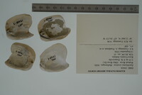 Epioblasma torulosa image