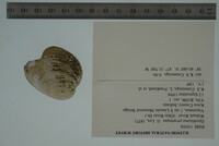 Epioblasma propinqua image