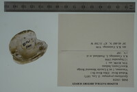 Epioblasma propinqua image