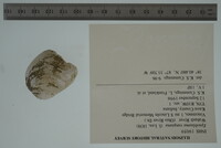 Epioblasma rangiana image