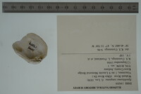 Epioblasma rangiana image