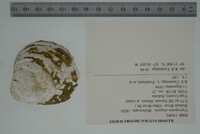 Cyprogenia stegaria image