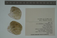 Epioblasma propinqua image