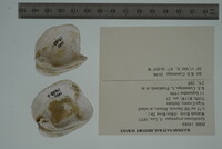 Epioblasma propinqua image