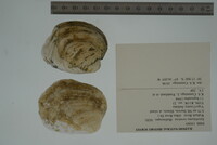 Epioblasma torulosa image