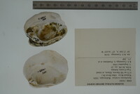 Epioblasma torulosa image