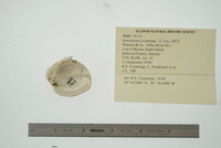 Epioblasma propinqua image