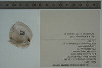 Epioblasma propinqua image