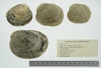 Lampsilis higginsii image