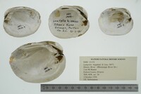 Lampsilis higginsii image