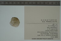 Epioblasma propinqua image