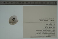 Epioblasma propinqua image