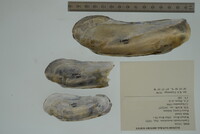 Margaritifera monodonta image