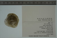 Epioblasma propinqua image