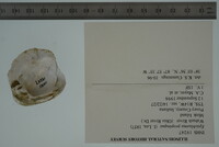 Epioblasma propinqua image