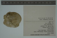 Epioblasma torulosa image