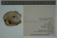 Epioblasma torulosa image