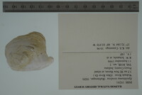 Epioblasma torulosa image