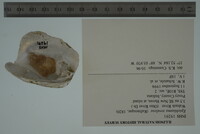 Epioblasma torulosa image