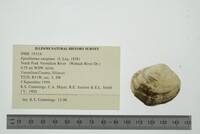 Epioblasma rangiana image