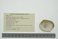 Epioblasma rangiana image