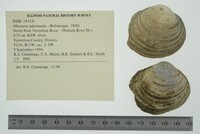 Obovaria subrotunda image