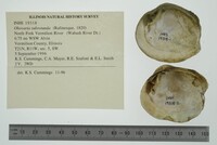 Obovaria subrotunda image