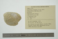 Epioblasma propinqua image