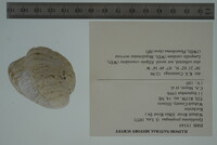 Epioblasma propinqua image