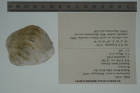 Epioblasma torulosa image