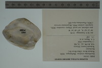 Epioblasma torulosa image