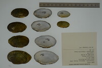 Venustaconcha ellipsiformis image