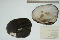 Megalonaias nervosa image