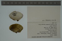 Lampsilis cardium image