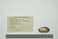 Simpsonaias ambigua image