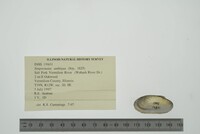 Simpsonaias ambigua image