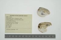 Pleurobema clava image