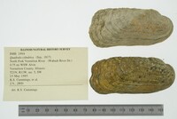 Theliderma cylindrica image