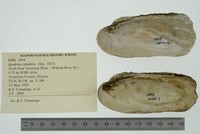 Theliderma cylindrica image