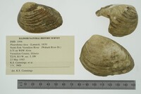 Pleurobema clava image