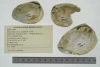 Pleurobema clava image