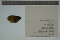 Epioblasma triquetra image