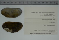 Alasmidonta raveneliana image