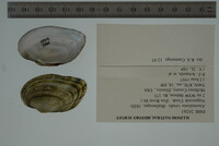 Alasmidonta viridis image